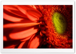 FLOWER Ultra HD Wallpaper for 4K UHD Widescreen desktop, tablet & smartphone