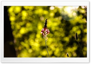 Flower 2 Ultra HD Wallpaper for 4K UHD Widescreen desktop, tablet & smartphone