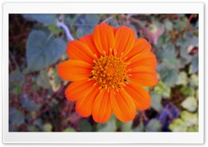 Flower 747 Ultra HD Wallpaper for 4K UHD Widescreen desktop, tablet & smartphone
