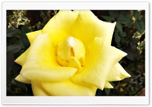 Flower Ultra HD Wallpaper for 4K UHD Widescreen desktop, tablet & smartphone