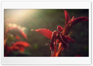 Flower .2 Ultra HD Wallpaper for 4K UHD Widescreen desktop, tablet & smartphone