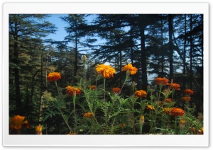 Flower - Closeup Ultra HD Wallpaper for 4K UHD Widescreen desktop, tablet & smartphone