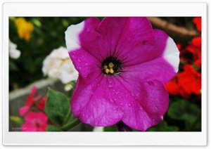 Flower - Peyman Jari Ultra HD Wallpaper for 4K UHD Widescreen desktop, tablet & smartphone