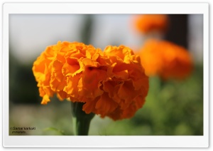 Flower - Samal Karkuki Photography Ultra HD Wallpaper for 4K UHD Widescreen desktop, tablet & smartphone