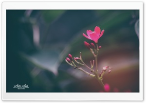 Flower -vintage Ultra HD Wallpaper for 4K UHD Widescreen desktop, tablet & smartphone