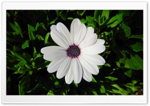 Flower-Ali Malek Pour Ultra HD Wallpaper for 4K UHD Widescreen desktop, tablet & smartphone