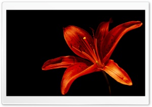 Flower Alone Ultra HD Wallpaper for 4K UHD Widescreen desktop, tablet & smartphone