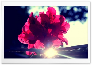 Flower and Sun Ultra HD Wallpaper for 4K UHD Widescreen desktop, tablet & smartphone