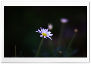 Flower At Night Ultra HD Wallpaper for 4K UHD Widescreen desktop, tablet & smartphone