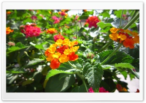 Flower Beautiful-Ali Malekpour Ultra HD Wallpaper for 4K UHD Widescreen desktop, tablet & smartphone