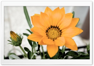 Flower Bloom Ultra HD Wallpaper for 4K UHD Widescreen desktop, tablet & smartphone