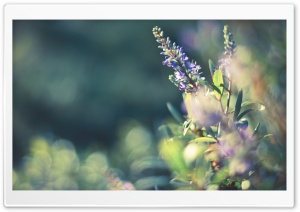 Flower Bokeh Ultra HD Wallpaper for 4K UHD Widescreen desktop, tablet & smartphone