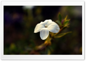 Flower_Bokeh Ultra HD Wallpaper for 4K UHD Widescreen desktop, tablet & smartphone