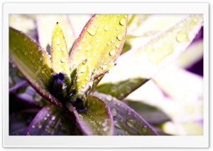 Flower Boomin' Ultra HD Wallpaper for 4K UHD Widescreen desktop, tablet & smartphone