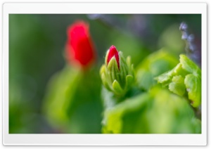 Flower Bud Ultra HD Wallpaper for 4K UHD Widescreen desktop, tablet & smartphone