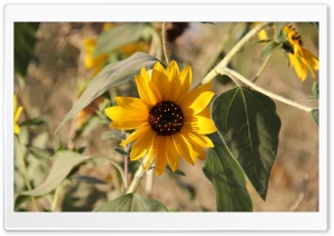 Flower By Hojat.GoliMahmoudi Ultra HD Wallpaper for 4K UHD Widescreen desktop, tablet & smartphone