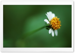 Flower Center Macro Ultra HD Wallpaper for 4K UHD Widescreen desktop, tablet & smartphone