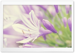 Flower Close Up Ultra HD Wallpaper for 4K UHD Widescreen desktop, tablet & smartphone