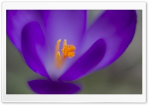 Flower Crocus Ultra HD Wallpaper for 4K UHD Widescreen desktop, tablet & smartphone
