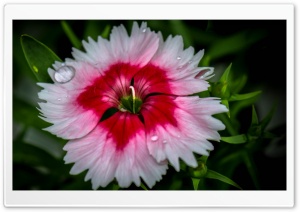 Flower Drops Ultra HD Wallpaper for 4K UHD Widescreen desktop, tablet & smartphone