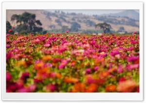 Flower Field Ultra HD Wallpaper for 4K UHD Widescreen desktop, tablet & smartphone