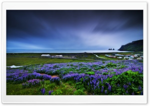 Flower Field Next To Sea Ultra HD Wallpaper for 4K UHD Widescreen desktop, tablet & smartphone