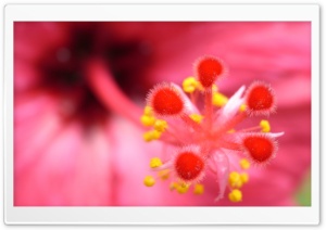 Flower Fireworks Ultra HD Wallpaper for 4K UHD Widescreen desktop, tablet & smartphone