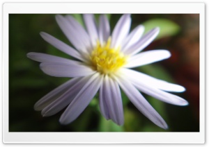 Flower FOCUSED Ultra HD Wallpaper for 4K UHD Widescreen desktop, tablet & smartphone