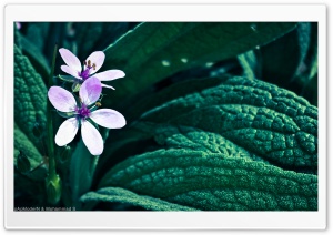 Flower From Iran Ultra HD Wallpaper for 4K UHD Widescreen desktop, tablet & smartphone