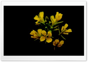 Flower In Black Ultra HD Wallpaper for 4K UHD Widescreen desktop, tablet & smartphone