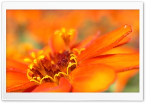 Flower in Flower Ultra HD Wallpaper for 4K UHD Widescreen desktop, tablet & smartphone