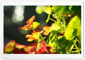 Flower In Light Ultra HD Wallpaper for 4K UHD Widescreen desktop, tablet & smartphone