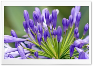 Flower In My Building Ultra HD Wallpaper for 4K UHD Widescreen desktop, tablet & smartphone