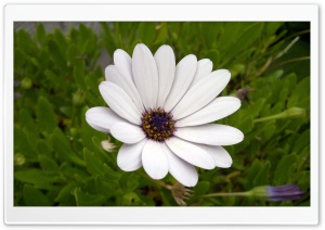 Flower In My Garden Ultra HD Wallpaper for 4K UHD Widescreen desktop, tablet & smartphone