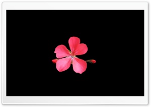 Flower in Pink Ultra HD Wallpaper for 4K UHD Widescreen desktop, tablet & smartphone