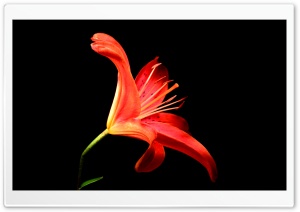 Flower in Space Ultra HD Wallpaper for 4K UHD Widescreen desktop, tablet & smartphone