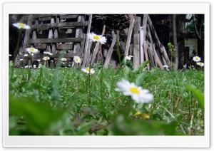 Flower In The Grass Ultra HD Wallpaper for 4K UHD Widescreen desktop, tablet & smartphone