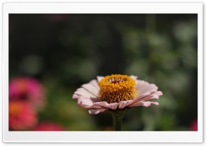 Flower In The Yard Ultra HD Wallpaper for 4K UHD Widescreen desktop, tablet & smartphone