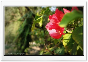 Flower Love Ultra HD Wallpaper for 4K UHD Widescreen desktop, tablet & smartphone