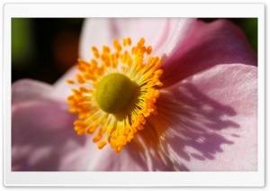Flower Macro Ultra HD Wallpaper for 4K UHD Widescreen desktop, tablet & smartphone
