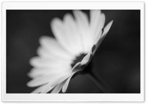 Flower Monochrome Ultra HD Wallpaper for 4K UHD Widescreen desktop, tablet & smartphone