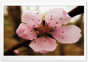 Flower.MR Ultra HD Wallpaper for 4K UHD Widescreen desktop, tablet & smartphone