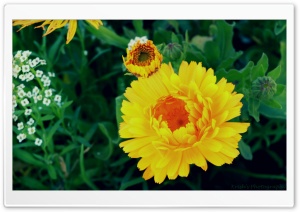 Flower, Nature, Yellow Flower Ultra HD Wallpaper for 4K UHD Widescreen desktop, tablet & smartphone