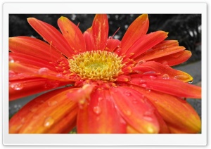 Flower of Beauty Ultra HD Wallpaper for 4K UHD Widescreen desktop, tablet & smartphone
