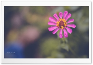 Flower of Dream Ultra HD Wallpaper for 4K UHD Widescreen desktop, tablet & smartphone