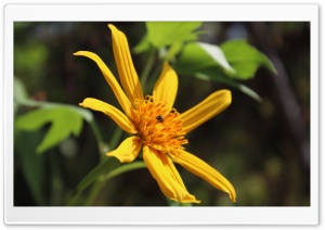 Flower of Happiness Ultra HD Wallpaper for 4K UHD Widescreen desktop, tablet & smartphone