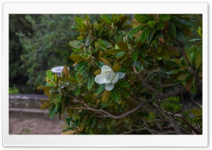 Flower on Tree Ultra HD Wallpaper for 4K UHD Widescreen desktop, tablet & smartphone