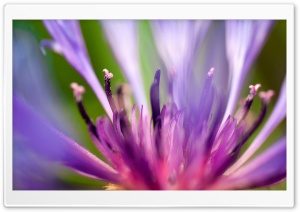Flower Petals Summer Beauty Ultra HD Wallpaper for 4K UHD Widescreen desktop, tablet & smartphone