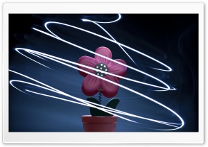 Flower Pot Ultra HD Wallpaper for 4K UHD Widescreen desktop, tablet & smartphone