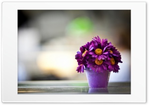 Flower Pot Purple Petals Ultra HD Wallpaper for 4K UHD Widescreen desktop, tablet & smartphone